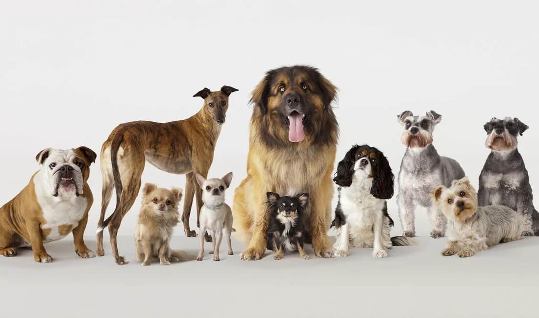 Dog Breeds Known for Their Loyalty and Devotion